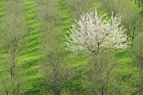 Дерево навесні — стокове фото