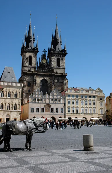 Cathedral and a horse — Stock Photo, Image