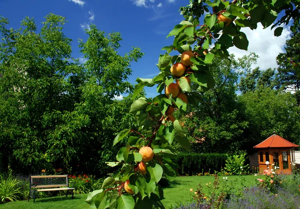 Jardin avec maison de jardin, abricots et banc — Photo