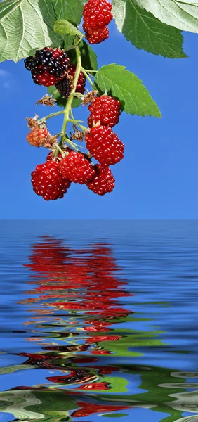 Fresh raspberries mirror — Stock Photo, Image