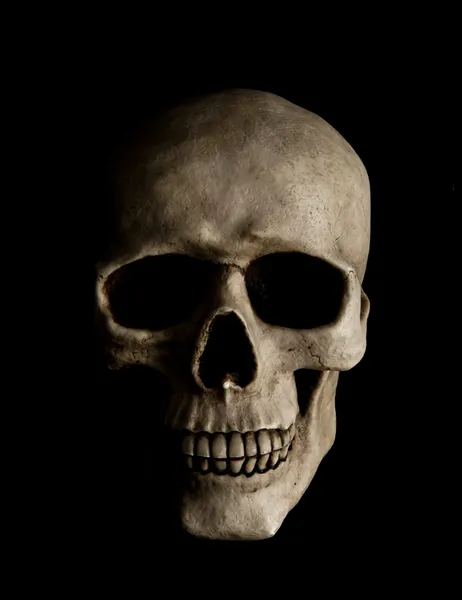인간의 두개골 로열티 프리 스톡 사진