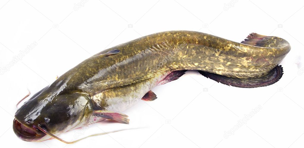 Bullhead fish — Stock Photo © fyletto #6811430