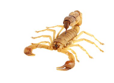 Scorpion clipart