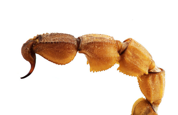 Хвост скорпиона
