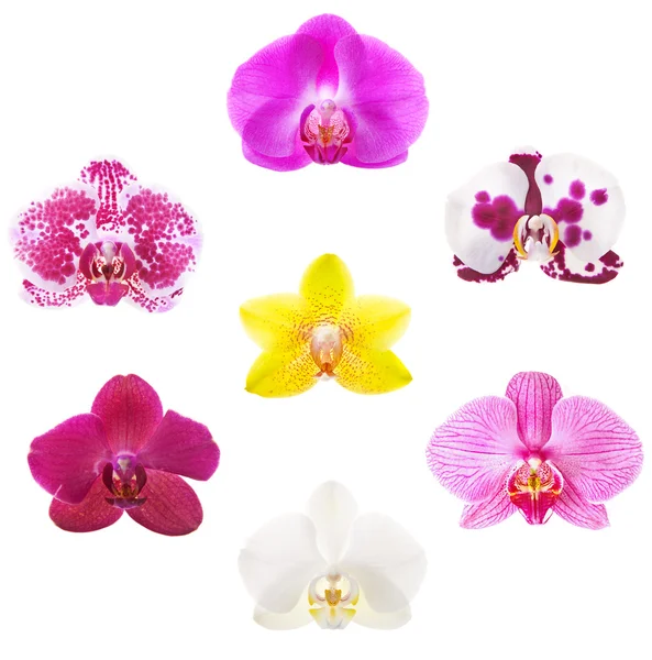 Orchids — Stock Photo, Image