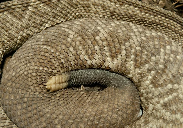Гремучая змея — стоковое фото