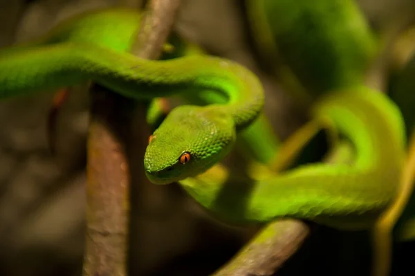 Grön orm — Stockfoto