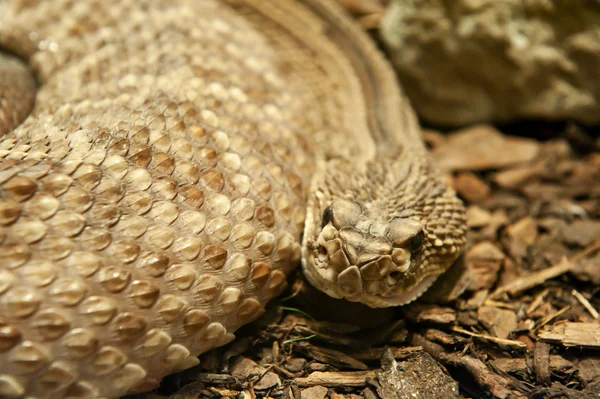 ガラガラヘビ — ストック写真