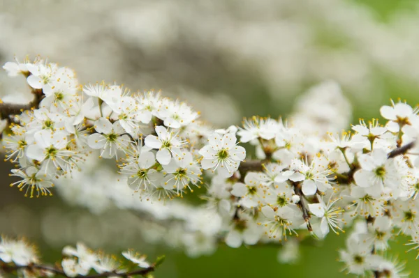 Blommande slån — Stockfoto