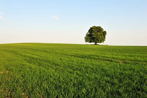 Дерево и трава — стоковое фото