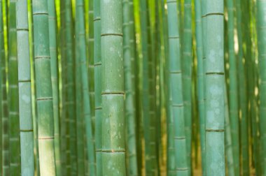 Bambu ormanı