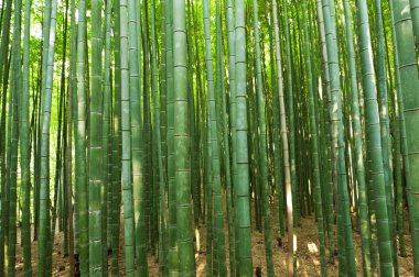 Bambu ormanı