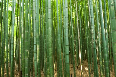 Bamboo forest clipart