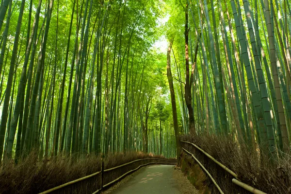 Bosque de bambú Fotos de stock libres de derechos