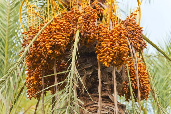 stock image Bunch of dates