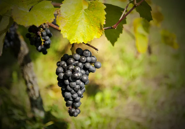Kiść winogron ov — Zdjęcie stockowe