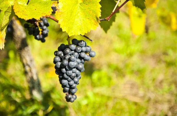 Kiść winogron ov — Zdjęcie stockowe