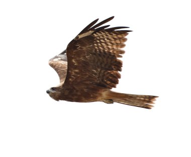 Black kite clipart