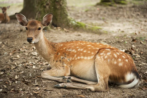 stock image Nara Deer