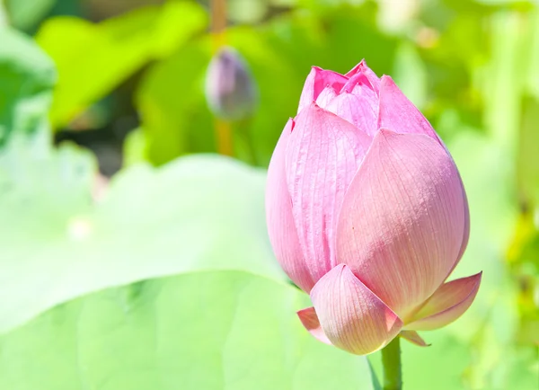 Lotusfrucht — Stockfoto