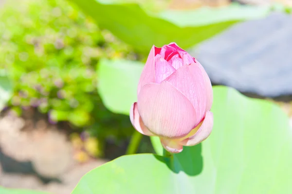 Lotusfrucht — Stockfoto