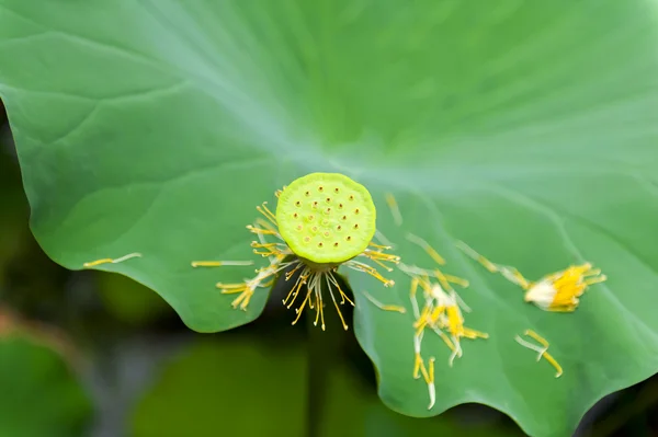 Lotus vruchten — Stockfoto