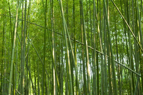 Floresta de bambu — Fotografia de Stock