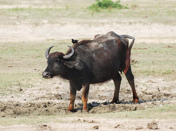 Búfalo de agua — Foto de Stock