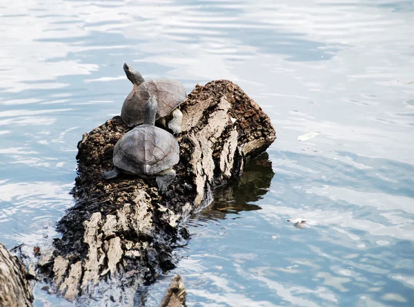 Черепахи — стоковое фото