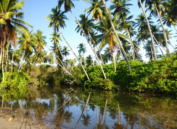 Tropisch paradijs — Stockfoto