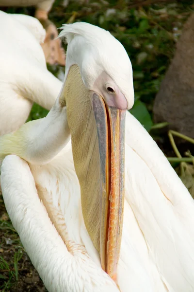 stock image Pelican