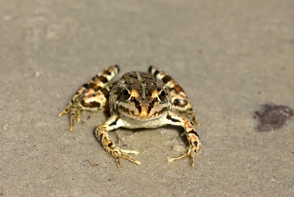 Spotty frog — Stock Photo, Image