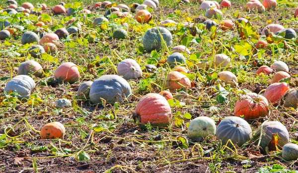 Pumpkins field