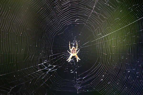 Translucent spider — Stock Photo, Image