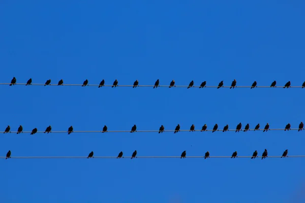 stock image Birds on wires