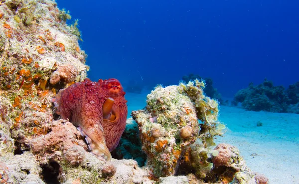 Reef Octopus — Stock Photo, Image