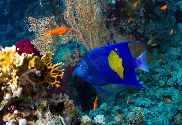 Yellowbar angelfish — Stock Photo, Image