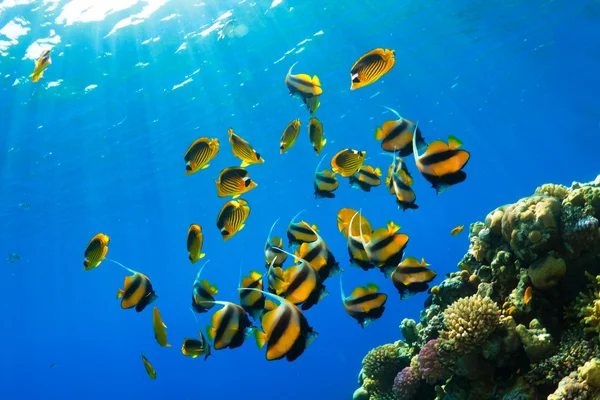 Butterflyfishes — Stock Photo, Image
