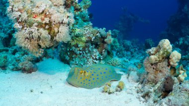 Bluespotted stingray