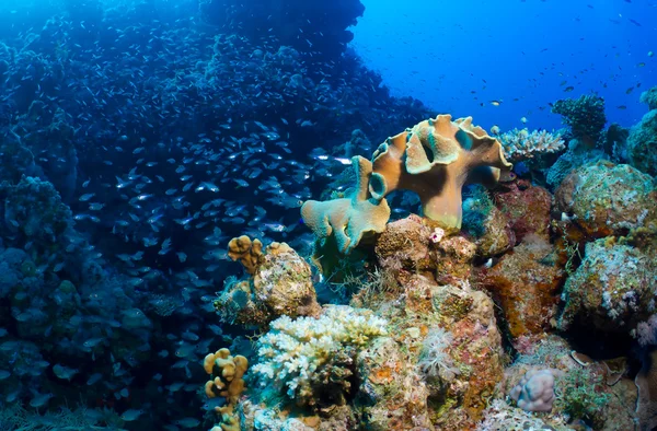 Scolarizzazione di pesci e coralli — Foto Stock