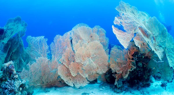 Coral de leque do Hickson — Fotografia de Stock