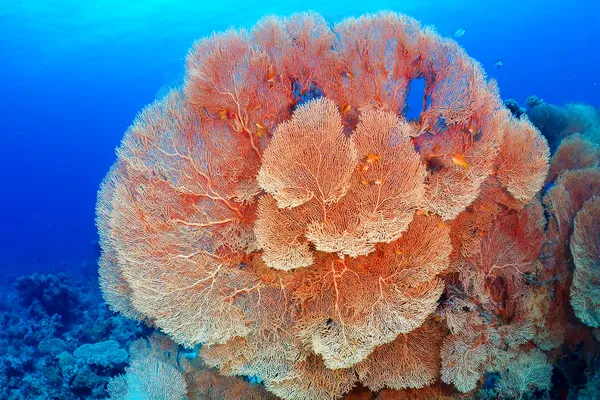 Хіксон в коралових вентилятор — стокове фото