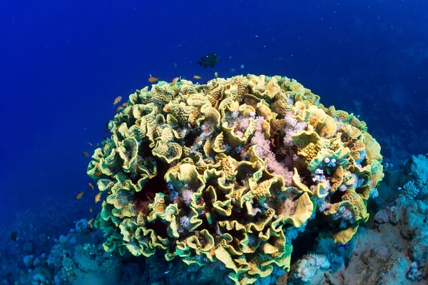 Fil kulağı mercan — Stok fotoğraf