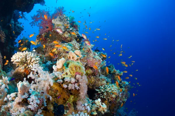 Coral e peixes — Fotografia de Stock
