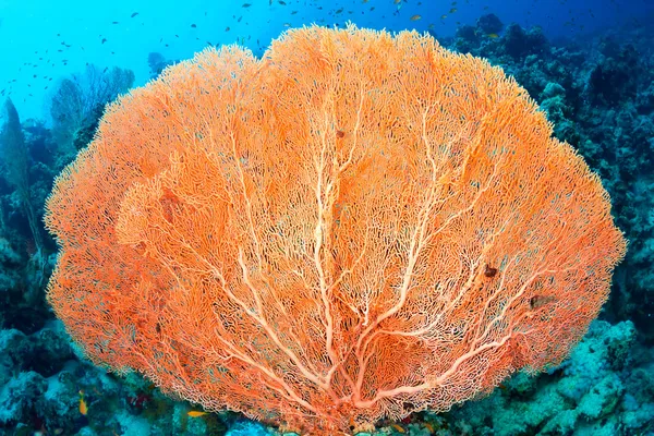 Хіксон в коралових вентилятор — стокове фото