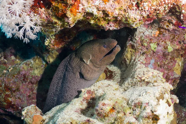 Giant moray — Stock Photo, Image