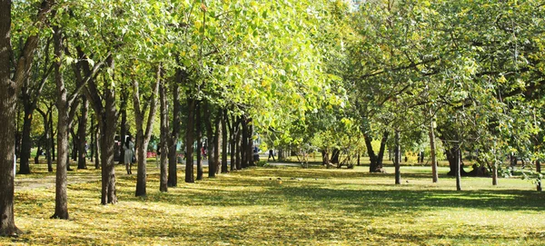 stock image Autumnal park