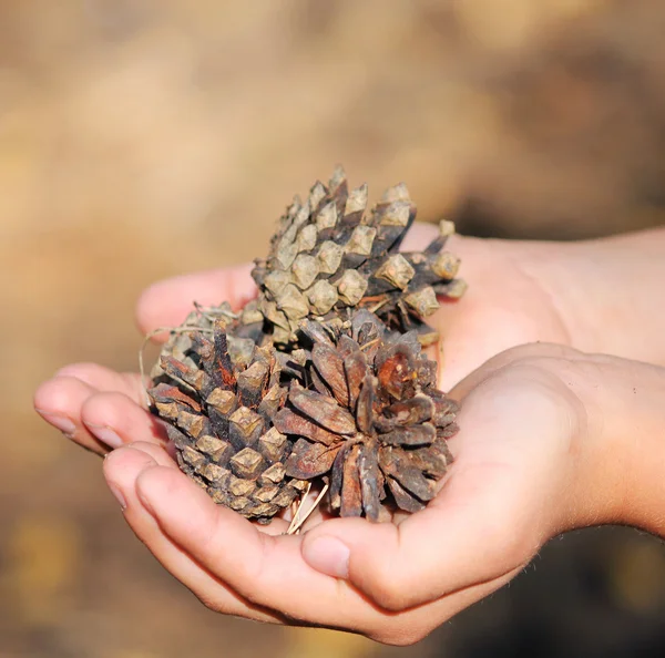 stock image Cones in the children's hands