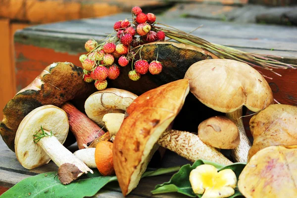 stock image Mushrooms