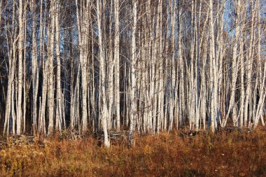 Birch forest clipart